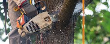 Best Tree Cabling and Bracing  in Manchester, MO