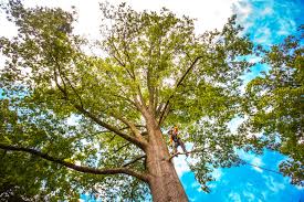 Best Tree Risk Assessment  in Manchester, MO