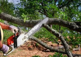 Best Tree Mulching  in Manchester, MO