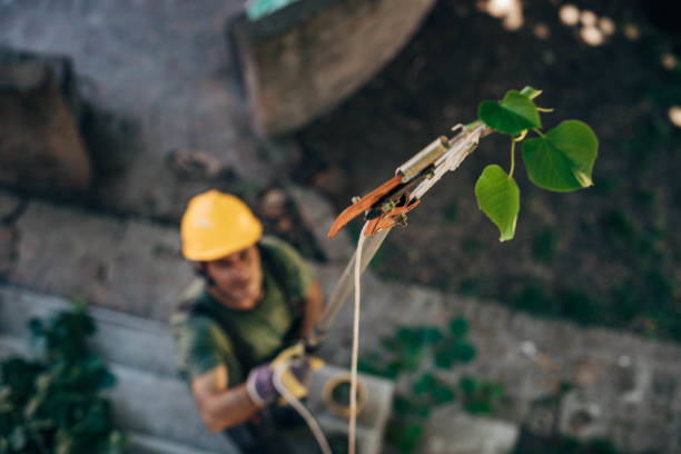 Best Fruit Tree Pruning  in Manchester, MO