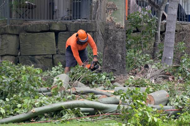 Best Emergency Tree Removal  in Manchester, MO